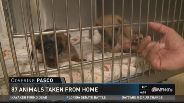 87 animals taken from home