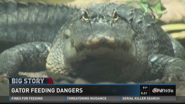 Why you shouldn't feed alligators | wtsp.com