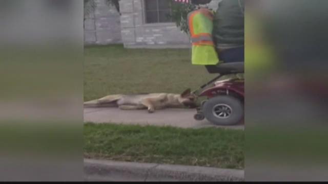 Man arrested after video shows dog being dragged by wheelchair ...